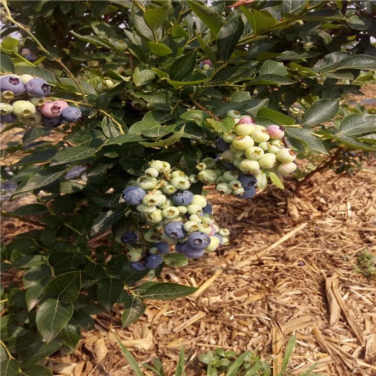 锦州蓝丰蓝莓苗 极耐寒蓝莓苗 爱科供应基地