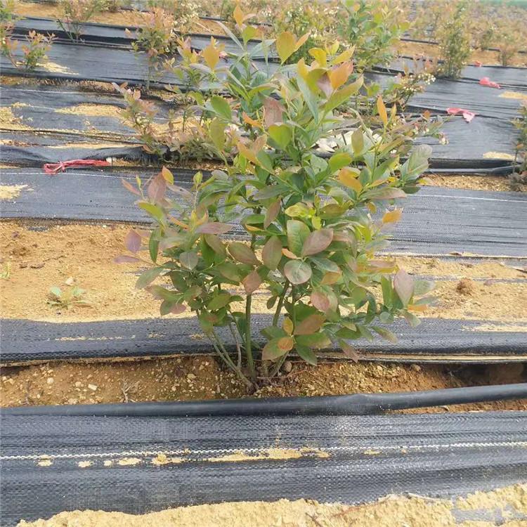 博爾塔拉藍豐藍莓苗 頂架藍莓苗 愛科園藝場
