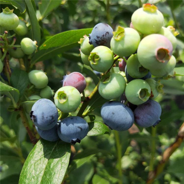 优系列蓝莓苗 爱科 璧山优系列蓝莓苗种植场