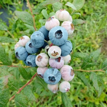 荆门珠宝蓝莓苗顶架蓝莓苗爱科基地供应