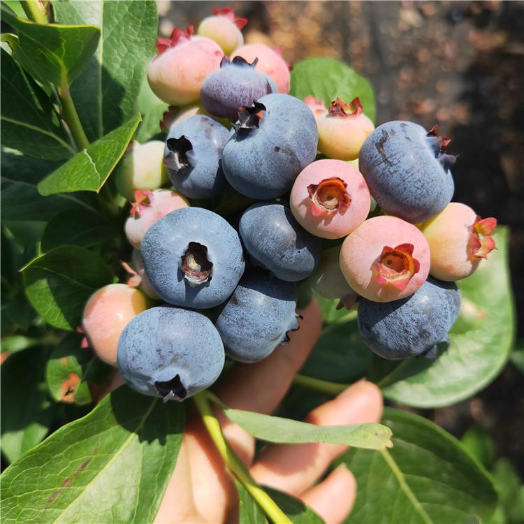 莱格西蓝莓苗 爱科 牡丹江莱格西蓝莓苗报价