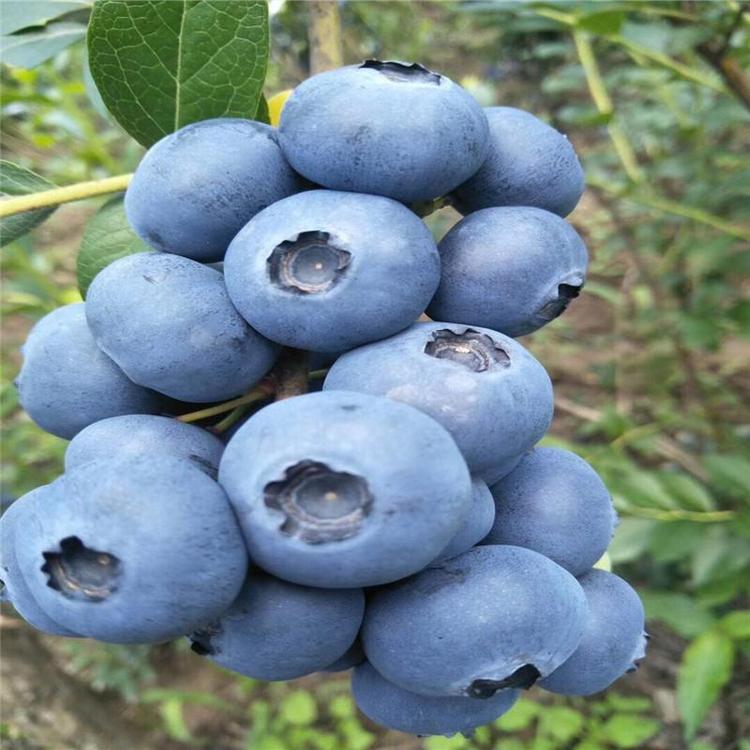 豐臺極早熟優(yōu)瑞卡藍莓苗 極耐寒藍莓苗 愛科種植場