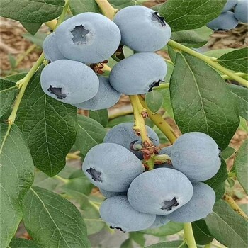 温州蓝丰蓝莓苗极耐寒蓝莓苗爱科供应基地