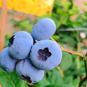 邯郸钱德勒蓝莓苗云雀蓝莓苗爱科种植场