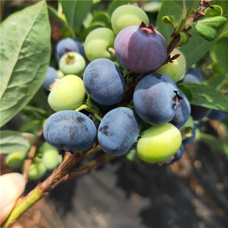 莱克西蓝莓苗 爱科 济南莱克西蓝莓苗种植场