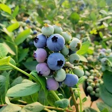 耐寒蓝莓苗爱科临夏耐寒蓝莓苗种植场