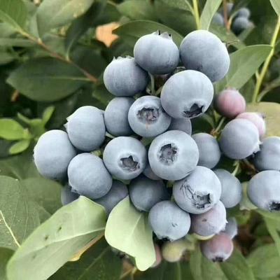 早熟大果蓝莓苗 爱科 津南早熟大果蓝莓苗种植场