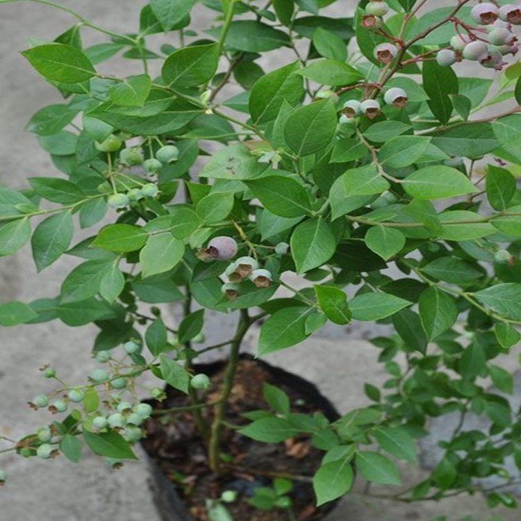 荆门珠宝蓝莓苗 顶架蓝莓苗 爱科基地供应