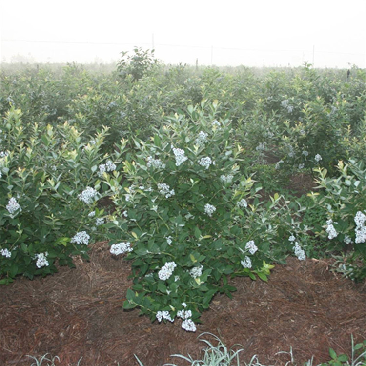 珠宝蓝莓苗 爱科 平谷珠宝蓝莓苗种植场