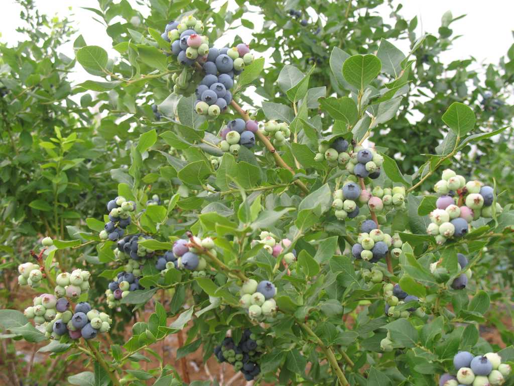 极耐寒蓝莓苗  爱科 梁平极耐寒蓝莓苗多少钱一棵