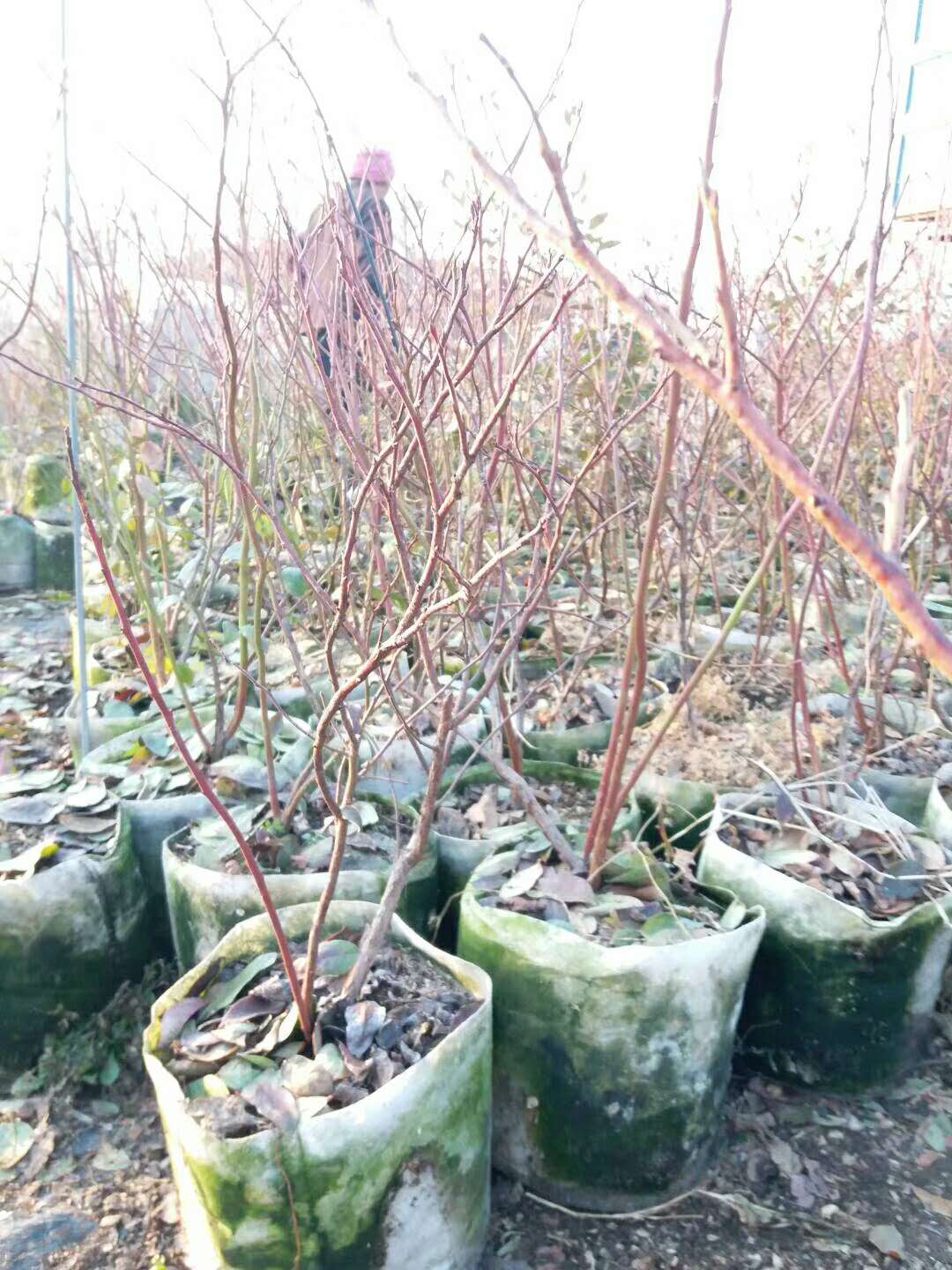 荆门珠宝蓝莓苗 顶架蓝莓苗 爱科基地供应