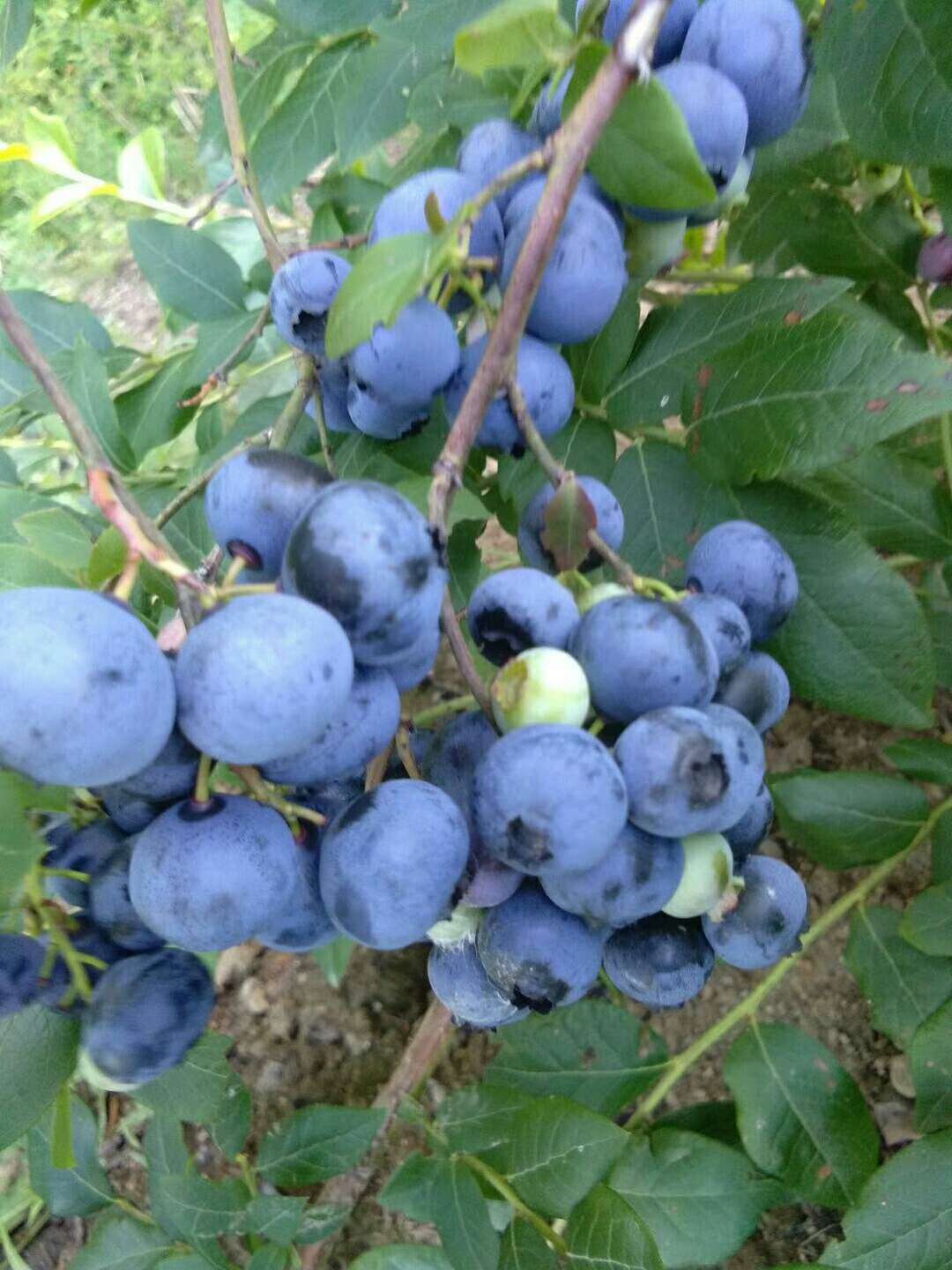鄢陵县耐寒蓝莓苗 顶架蓝莓苗 爱科多少钱一棵