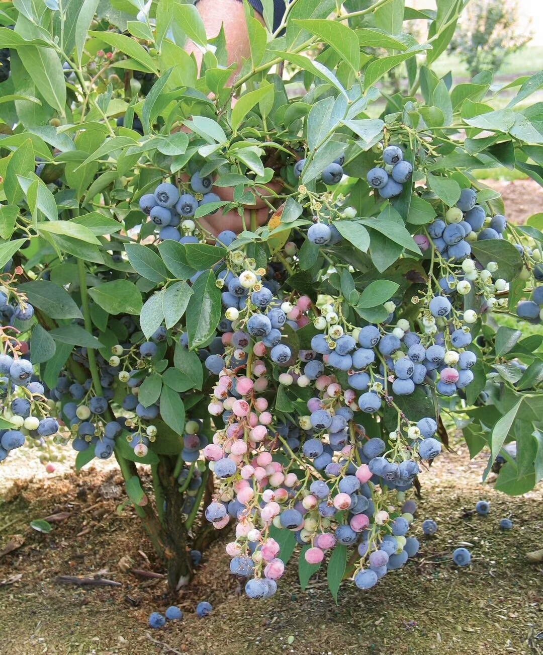 追雪蓝莓苗 爱科 通辽追雪蓝莓苗报价