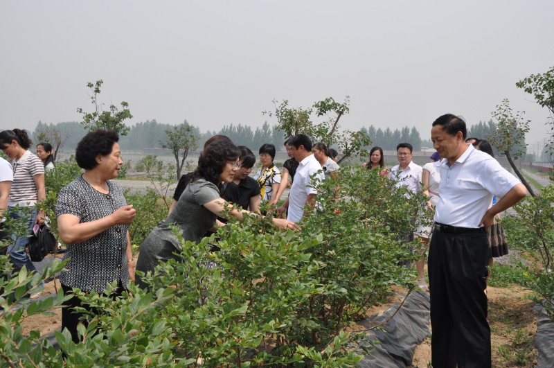 濰坊藍(lán)豐藍(lán)莓苗 極耐寒藍(lán)莓苗 愛科供應(yīng)基地