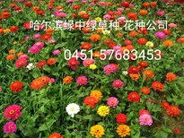 哈尔滨哪里买卖.批发.花种？图片1