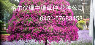 哈尔滨哪里买卖.批发.花种？图片2