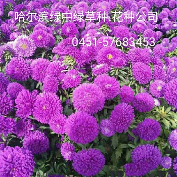 哈尔滨绿中绿花种公司