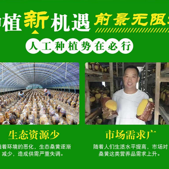 云南春信農(nóng)業(yè)金線蓮種植黃精種植桑黃種植及食用菌種植好選擇