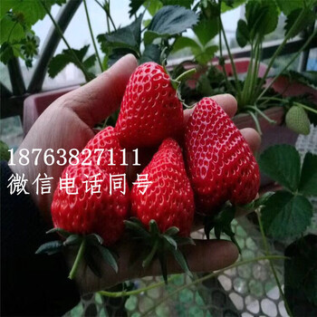 山东章姬草莓苗价格奶油草莓苗价格甜宝草莓苗价格