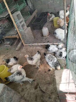 婆罗门鸡苗出售，婆罗门种蛋，婆罗门青年鸡出售