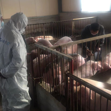 铁兰32：防治非洲猪瘟！7天控制病毒，新型有效猪饲料添加非兽药图片