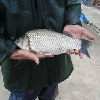 鯽魚魚苗、鯽魚魚苗批發(fā)、鯽魚魚苗價(jià)格、鯽魚魚苗出售