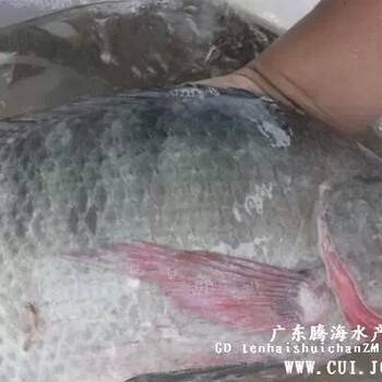 羅非魚苗批發(fā)、花雕魚苗價(jià)格、生魚魚苗出售