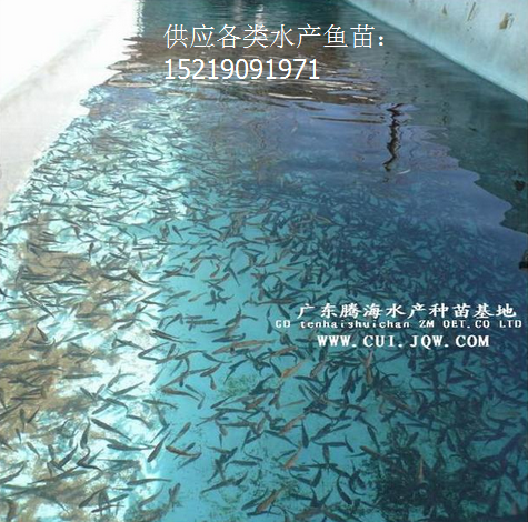 叉尾种苗供应,广东叉尾鱼苗,清远叉尾鱼苗养殖场,优质叉尾鱼苗