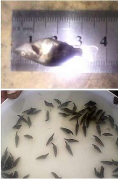 廣東騰海水產魚苗養(yǎng)殖基地/供應桂花種苗/大量出售鱈魚種苗/中華鱘種苗養(yǎng)殖