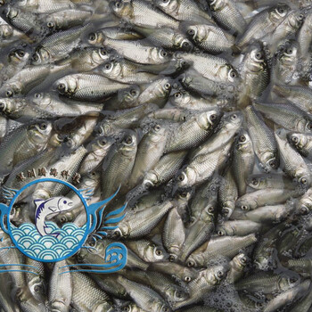 供應(yīng)廣東鯽魚苗/清遠鯽魚苗養(yǎng)殖/