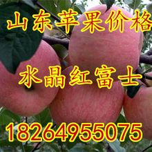 山东苹果批发基地四川红富士苹果基地重庆红富士苹果价格湖南红富士苹果价格图片