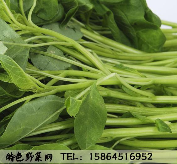 青苋菜种子大叶苋菜野菜种子