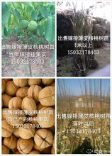 出售嫁接薄皮核桃树苗图片