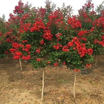 江蘇沭陽紅火球紫薇基地任挑任選包上車供苗