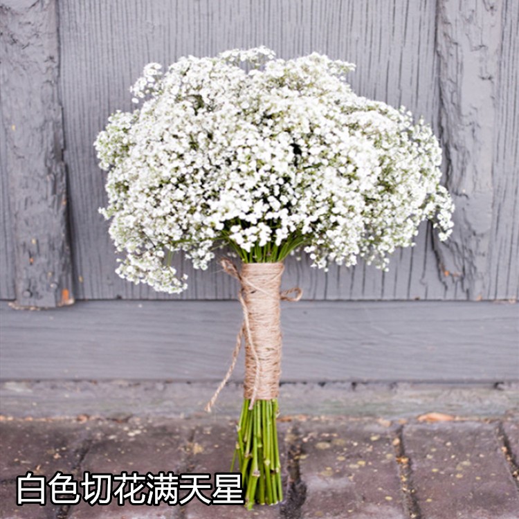供应白色切花满天星种子粉红色垂吊满天星种子