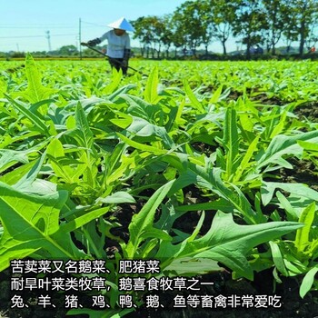 供應(yīng)苦荬菜種子鵝菜肥豬菜養(yǎng)鵝種的葉菜類牧草種子