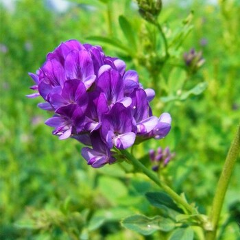 各类牲畜喜食紫花苜蓿种子多年生牧草种子批发