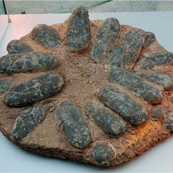 八连体恐龙蛋化石哪里有私下交易鉴定的