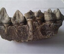 哪拍卖恐龙牙齿化石价格高