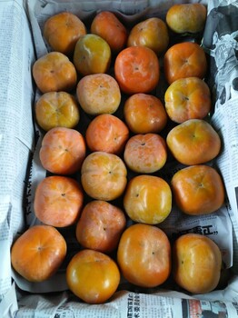 陕西金钱柿子产地，八月黄柿子基地，水果柿子批发价格
