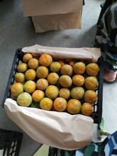 陜西柿子行情，火葫蘆柿子，九月黃柿子產地價格圖片