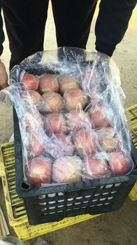 陕西渭南膜袋红富士苹果批发价格