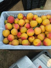 陜西杏大黃杏產地，金太陽杏凱特杏價格圖片