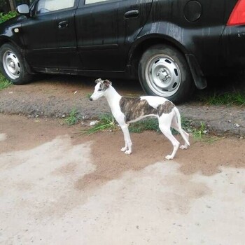 山东格力犬养殖场格力犬新价格格力犬多少钱一条