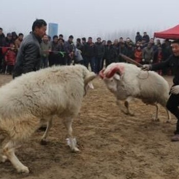 上海成年斗羊体重公司开业斗羊会助兴信誉