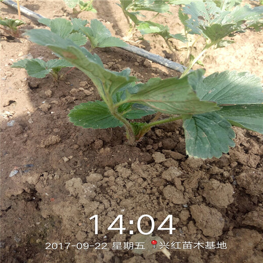 草莓苗收益好什么时候种植好