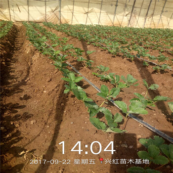 鹤壁市草莓苗种植方法视频100棵起售