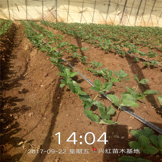 潞城刚发芽的草莓苗图片<价格实惠>