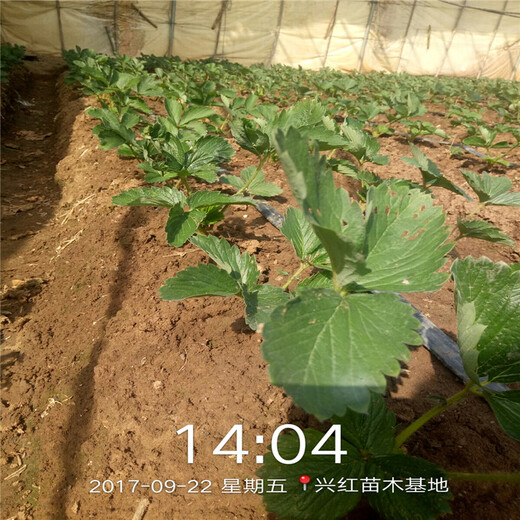 玉林市北京草莓苗批发