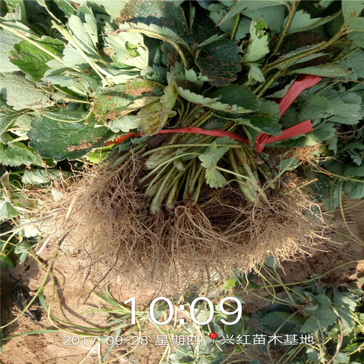 芜湖市章姬草莓苗批发种植示范基地